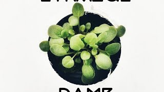 Week #125 - 10/07/20 - Strange Dame Artist Session