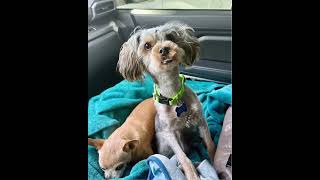 Video preview image #1 Mutt Puppy For Sale in Corona, CA, USA