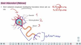Eğitim Vadisi 11.Sınıf Biyoloji 1.Föy Sinir Sistemi 1 Konu Anlatım Videoları