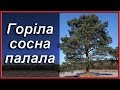 Українські народні пісні. Горіла сосна палала 