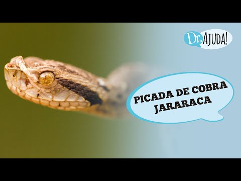 PICADA DE COBRA JARARACA: O QUE ACONTECE? O QUE FAZER ?