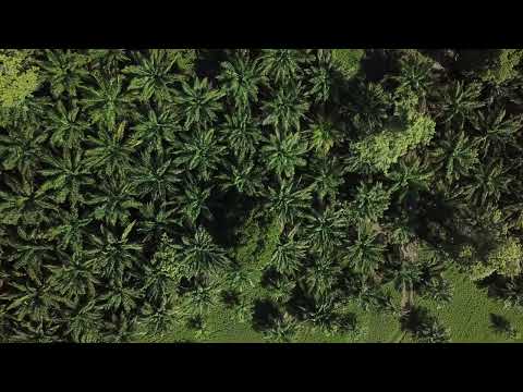 Palm oil: The crop that cuts into southeastern Mexico’s jungles and mangroves