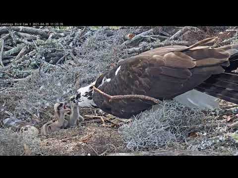 Young Osprey Siblings Get Fed, Doze Off | Savannah Osprey Cam – April 20, 2021