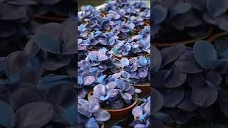 Download lagu Anubias sp. 'Smurf' - Launch! mp3