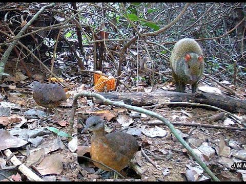 Paca cismada, macaco pitoco e jaó com filhote juntos com a cutia
