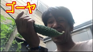 ゴーヤ！引っ越し前の家で収穫！そう！獰猛にね！