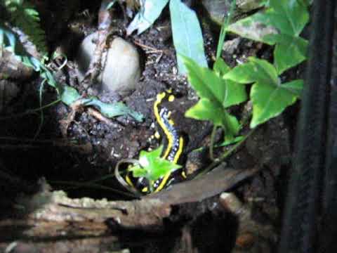 European fire salamanders