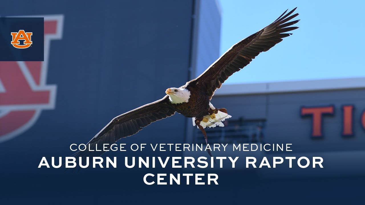 Video 5 preview image