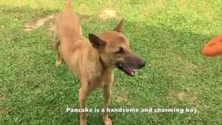 Adoption Spotlight - Pancake