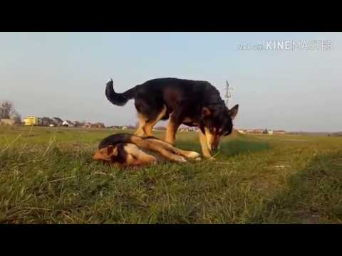 Pies nie potrafi rozstać się ze swoim martwym towarzyszem.