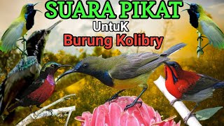 Download lagu SUARA PIKAT UNTUK BURUNG KOLIBRI TERAMPUH mp3 Download lagu SUARA PIKAT UNTUK BURUNG KOLIBRI TERAMPUH mp3
