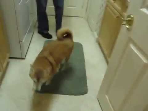 Shiba greeting 3
