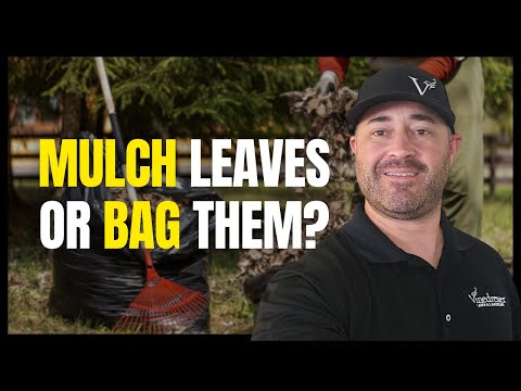 Mulch Leaves or Bag Them? The Surprising Answer for a Healthier Lawn