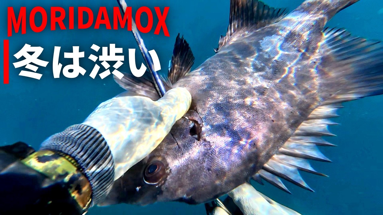 冬の魚突きは渋いんだな。