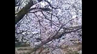 Cherry Blossoms @ Chiba