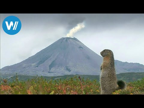 Kamchatka, boiling earth (360° - GEO Reportage)