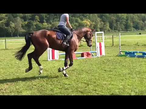 Colin R / Comte x Corrado / 4-jährig