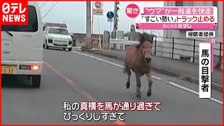 [問卦] 日本小隻馬鬧市裸奔影片流出！