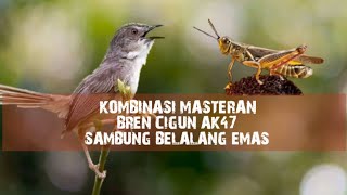 Download lagu Masteran Juara Bren Cigun AK47 Sambung Belalang Emas mp3