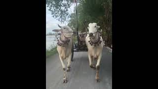 រទេះគោលឿន