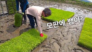 모내기할 때 뱀 조심하세요~ (벼 육묘장 BAAM)