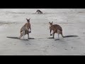Kangaroo Fight On The Beach