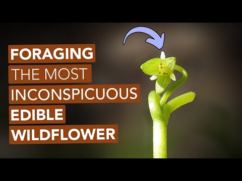 Foraging the Most Inconspicuous Edible Wildflower video thumbnail