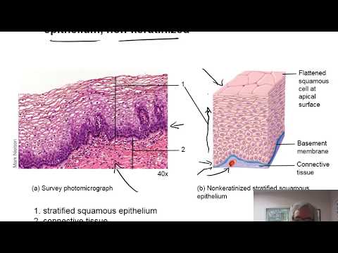 Lab 5 PP - Unit 6 - Tissues - Part 2 - Epithelial Tissue: Stratified, Pseudostratified, Transitional