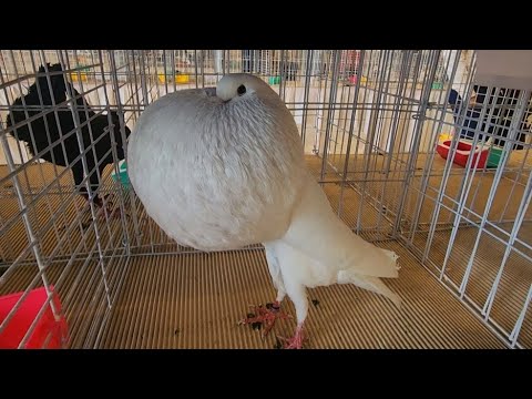 Top 10 English Pouter pigeon
