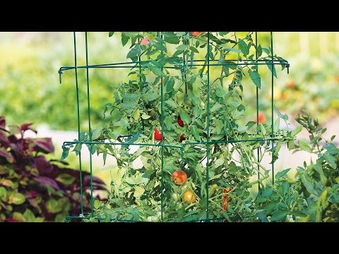 image-What is the best way to cage tomatoes?