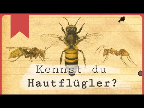 Hautflügler erklärt: Die wichtigsten Merkmale!