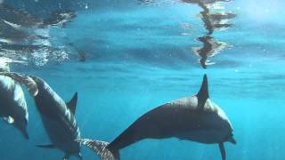 preview picture of video 'GoPro: Swimming with Dolphins - Mauritius'