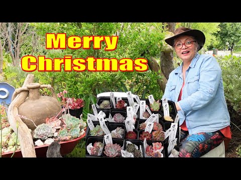 Our Christmas Gift Plant Haul | Growing Succulents with LizK