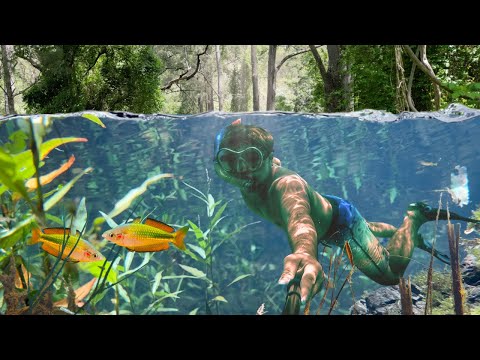 Into the Australian Rainforest - Exploring Clear Water Creeks