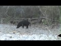 AK-47 hog kill 