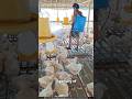 Genius Indonesian Fish Chicken Double Farming
