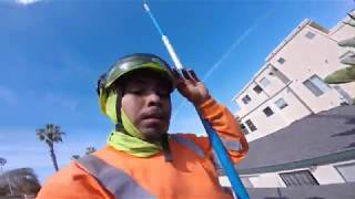 REMOVIENDO AVE DEL PARAISO GIGANTE / REMOVING 1 larg BIRD OF PARADISE