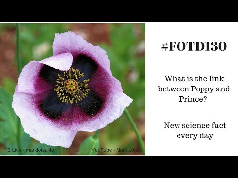 #FOTD130 The drug that killed Prince