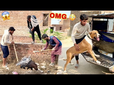 Porcupine Say Animal Ab Nai Bachy Gi 😱 Badshah Dog Wapis Aa Gya😍