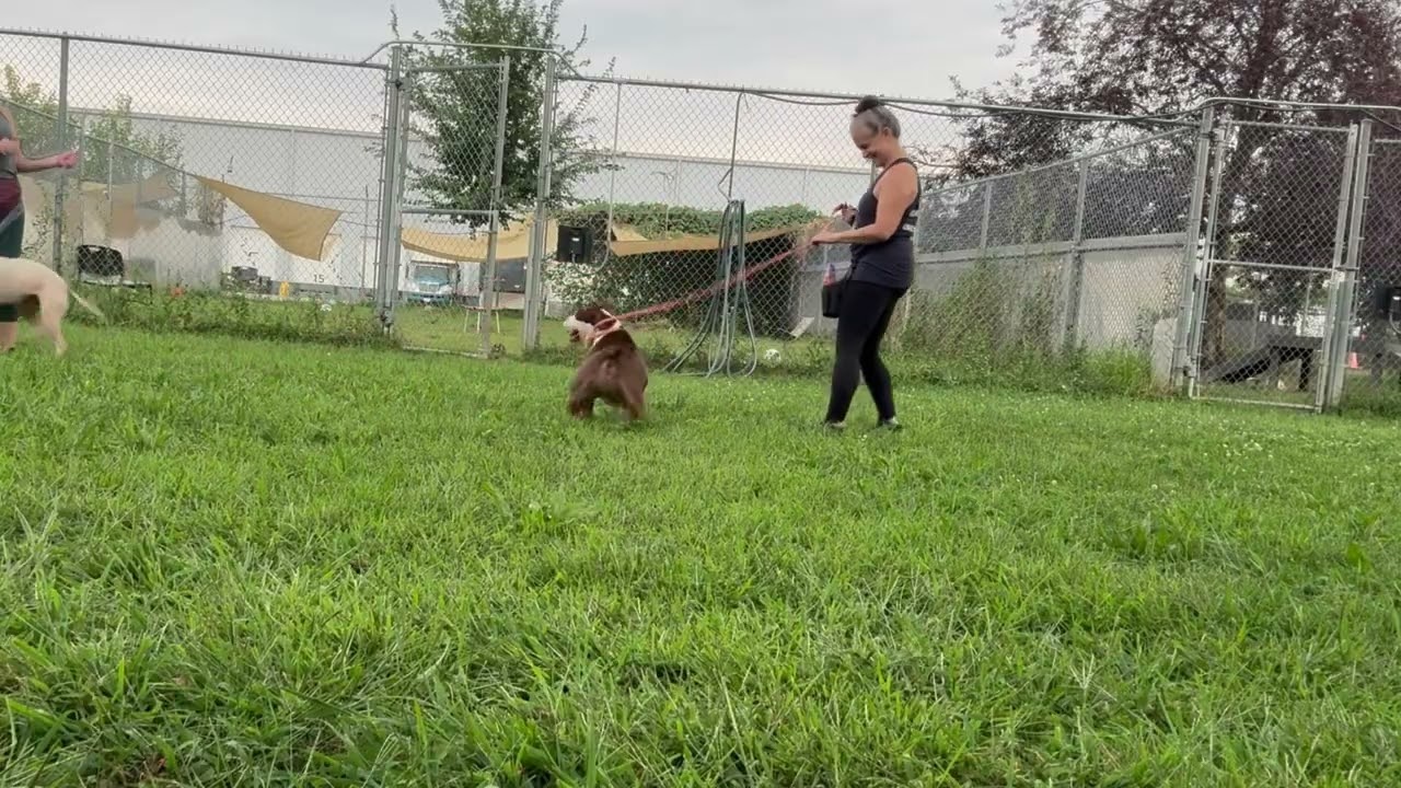 Enlarge Saskia, a Adoptable Pit Bull Terrier in Chicago, IL video 6/6