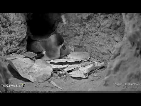 Petrel Adult Returns to the Burrow, March 8, 2018 Bermuda Cahow Cam