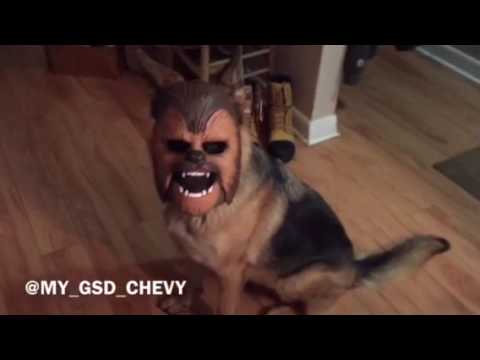 The force is strong with this Dog