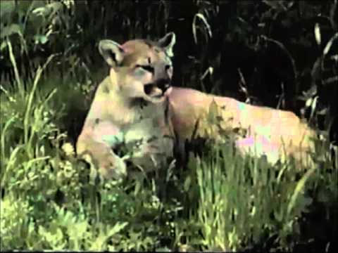 the Mountain Lion King part 3