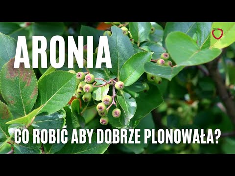 Aronia - co robić aby dobrze plonowała?