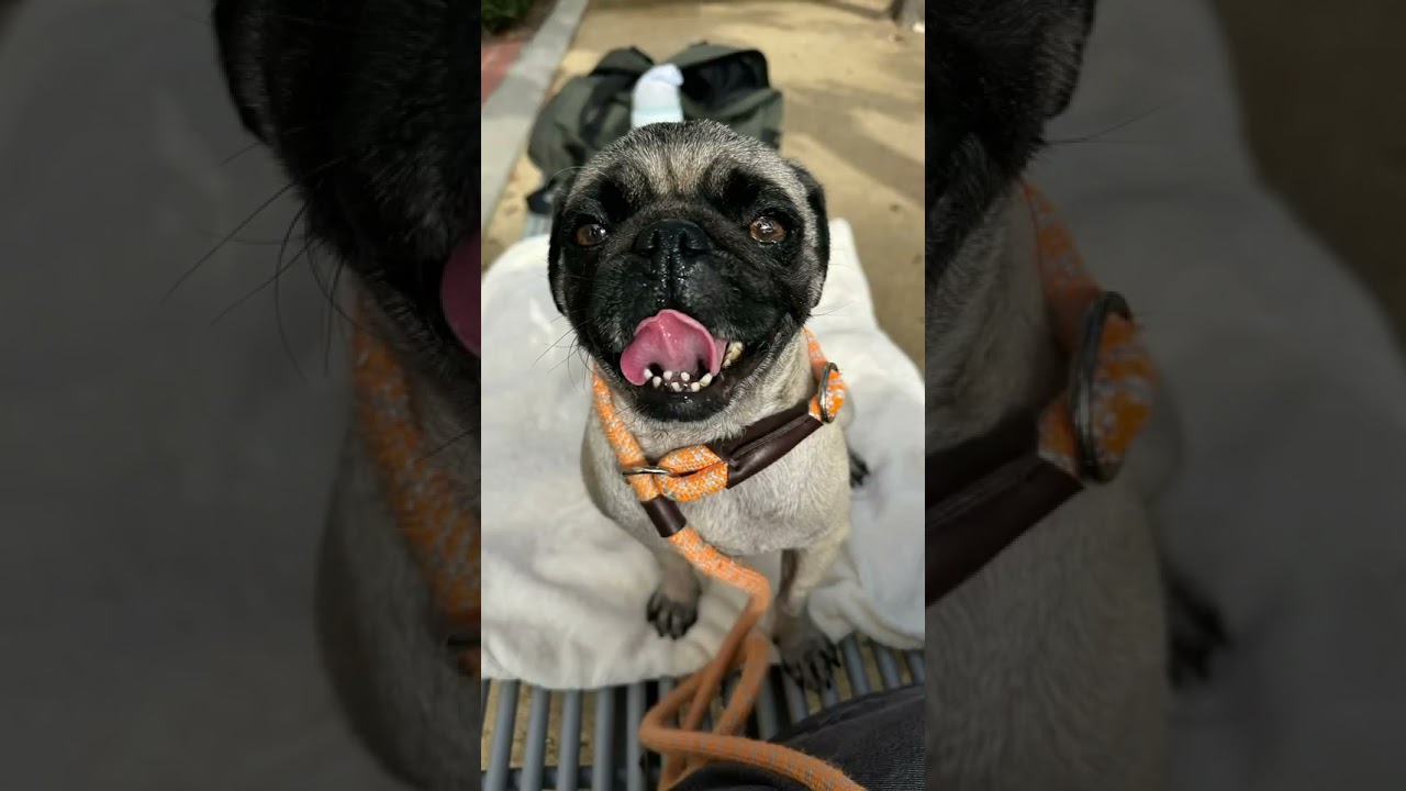 Enlarge JoJo, a Adoptable mixed breed in Long Beach, CA video 6/6