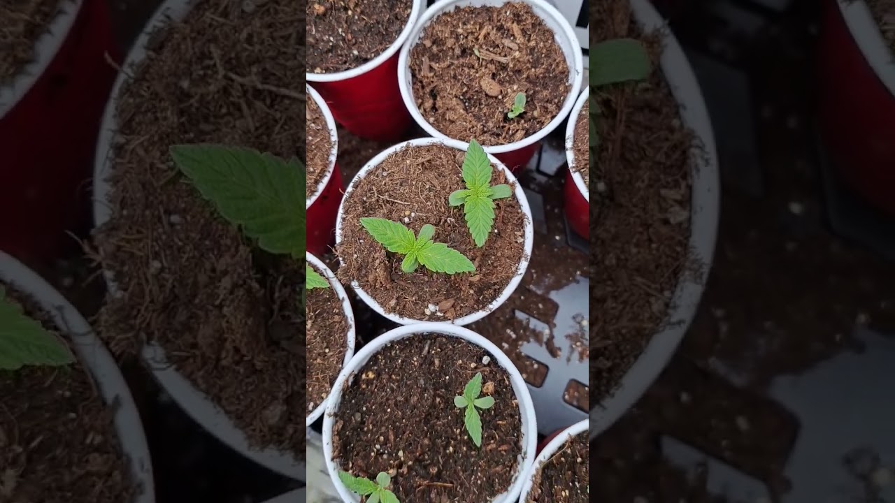 2023 outdoor cannabis grow- always start extras because you never know. #shorts #cannabisheals