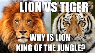 WHY IS LION CALLED KING OF THE JUNGLE - LION VS TIGER