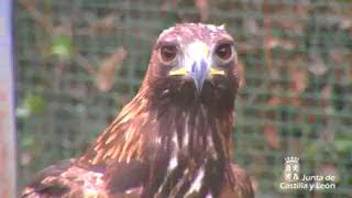 Centros de Recuperación de Animales Silvestres de Castilla y Léon