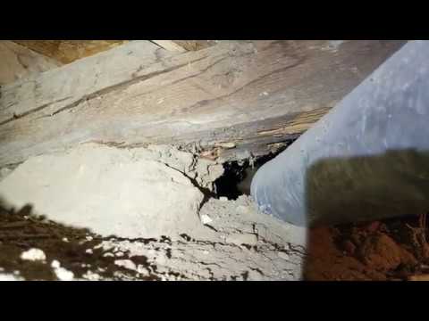 3rd YouTube video about are there termites in colorado