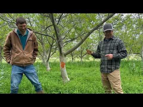 English Walnut Orchard